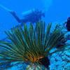 Picture taken during the dive
