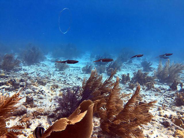 Buddy Dive - Dive Center in Netherlands Antilles