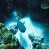 Picture taken during the dive