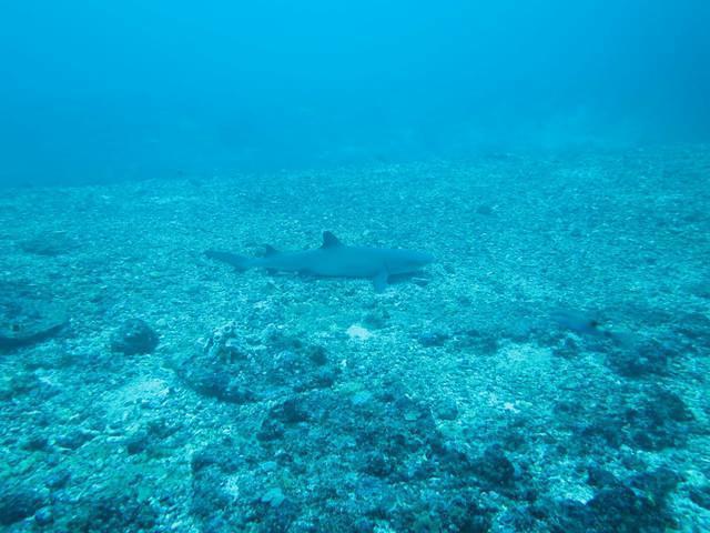 Manta Dive - Dive Center in Indonésie
