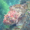 Picture taken during the dive