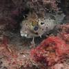 Picture taken during the dive