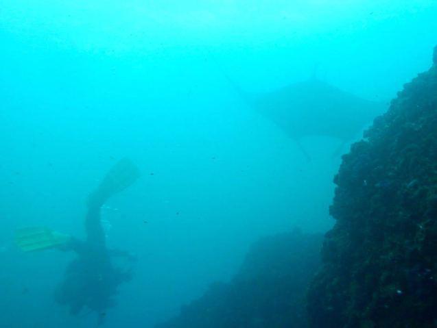 Sundive Byron Bay Pty Ltd - Dive Center in Australia