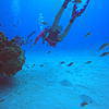 Picture taken during the dive