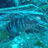 Picture taken during the dive