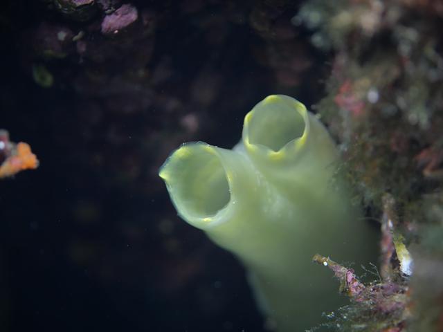 REDERIS PLONGEE - Dive Center in France