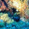 Picture taken during the dive