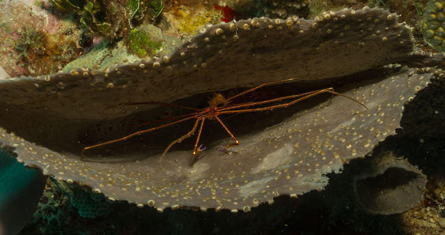 Diving in Grenada - By Stecam
