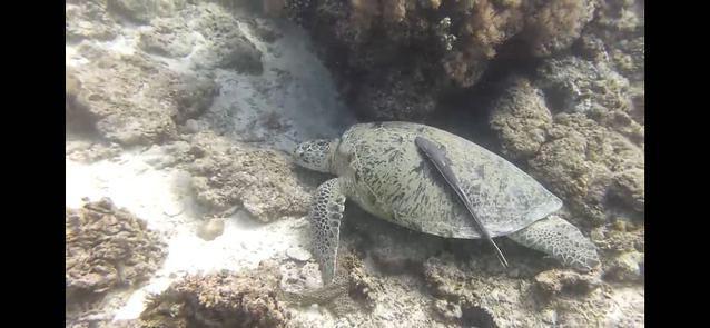 Crestamar Dive Pro Inc - Dive Center