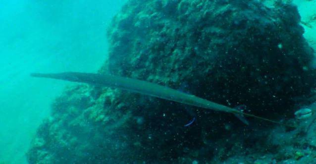 Diving in Australie, Tweed Heads - By Nikki Leslie