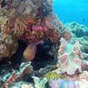 Picture taken during the dive