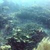 Picture taken during the dive