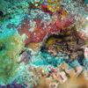 Picture taken during the dive