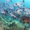 Picture taken during the dive