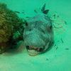 Picture taken during the dive