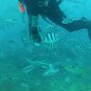 Picture taken during the dive