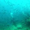 Picture taken during the dive