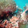 Picture taken during the dive