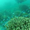 Picture taken during the dive
