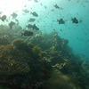 Picture taken during the dive