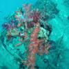 Picture taken during the dive