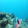 Picture taken during the dive