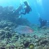 Picture taken during the dive