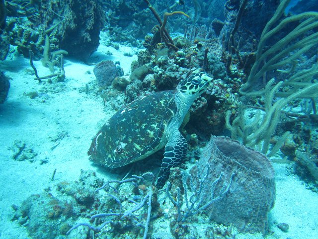 Aqua Marine Dive, Ltd. - Dive Center in Trinidad and Tobago