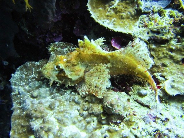 Froggies Divers - Dive Center in United States