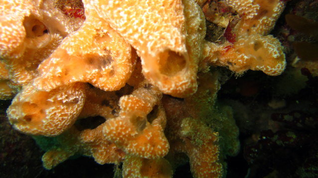 SAL Diver Training - Dive Center in United Kingdom