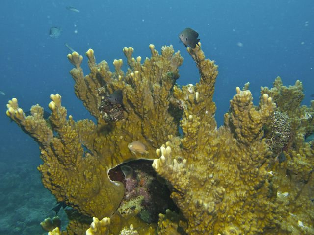 Big Blue - Dive Center in Vanuatu