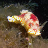 Picture taken during the dive
